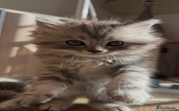 Persian cats for sale: ALL SOLD! PERSIAN-RAGDOLL KITTENS - Image 3