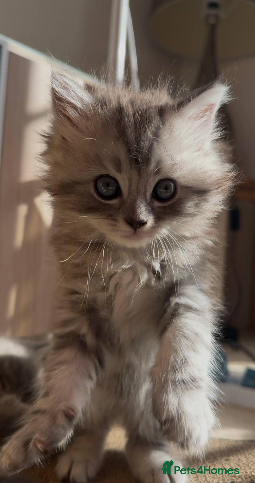Persian cats for sale: ALL SOLD! PERSIAN-RAGDOLL KITTENS - Image 3