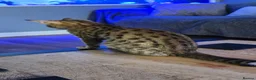 Savannah cats for sale: F3c Male Savannah - Advert 4