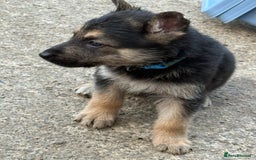 German Shepherd dogs for sale: German shepherd puppies  - Image 36