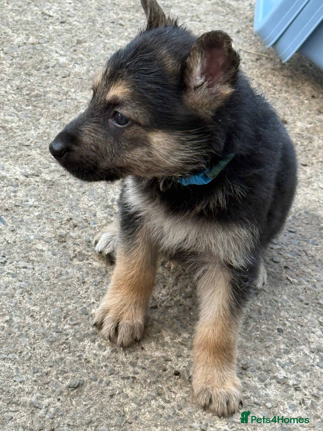 German Shepherd dogs for sale: German shepherd puppies  - Image 36