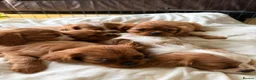 Cavalier King Charles Spaniel dogs for sale: 6 Cavalier King Charles Spaniels in Wigan - Advert 8