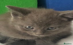 British Shorthair cats for sale: Shorthair x Maincoon kittens for sale - Image 3