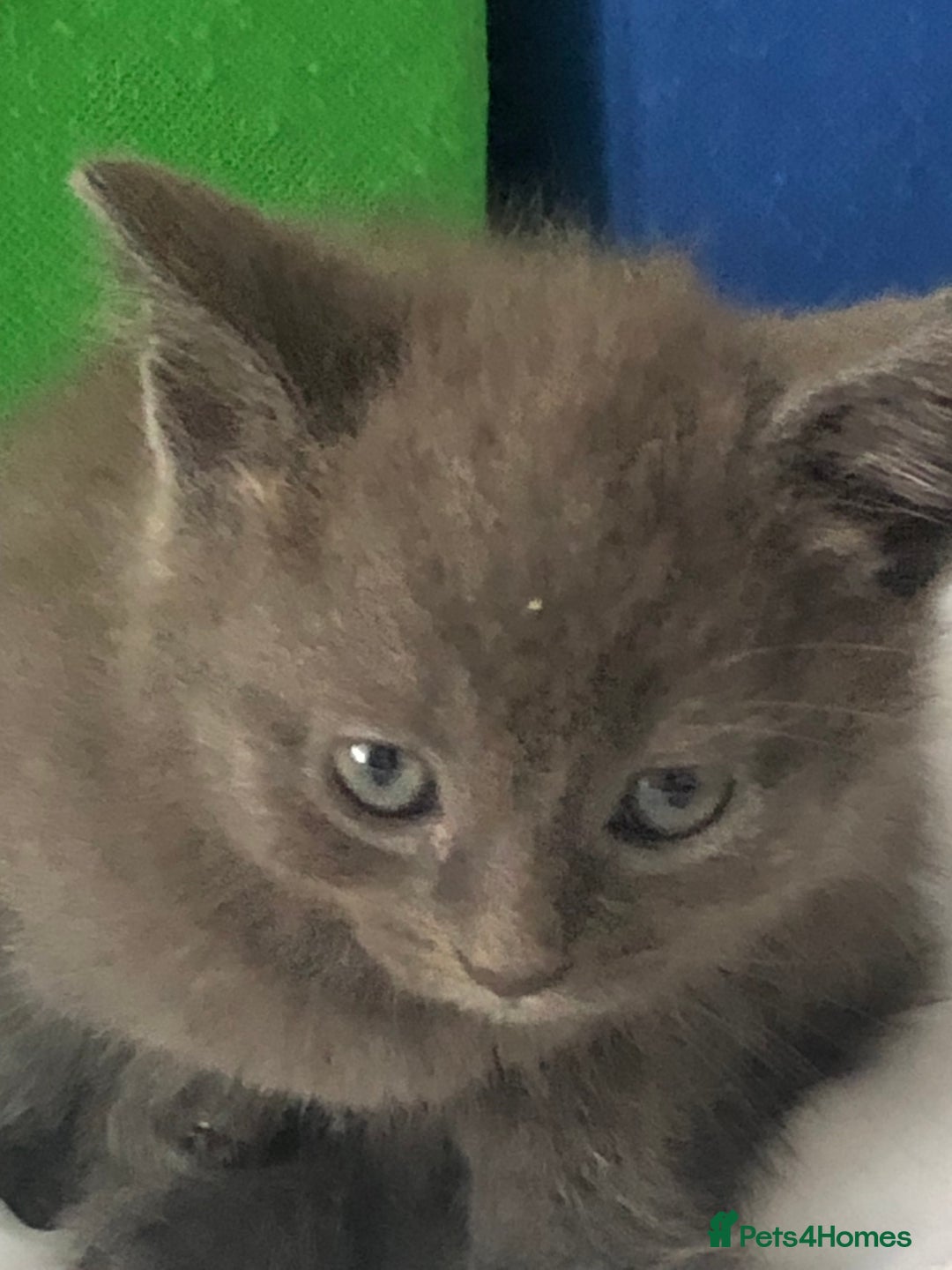 British Shorthair cats for sale: Shorthair x Maincoon kittens for sale - Image 3