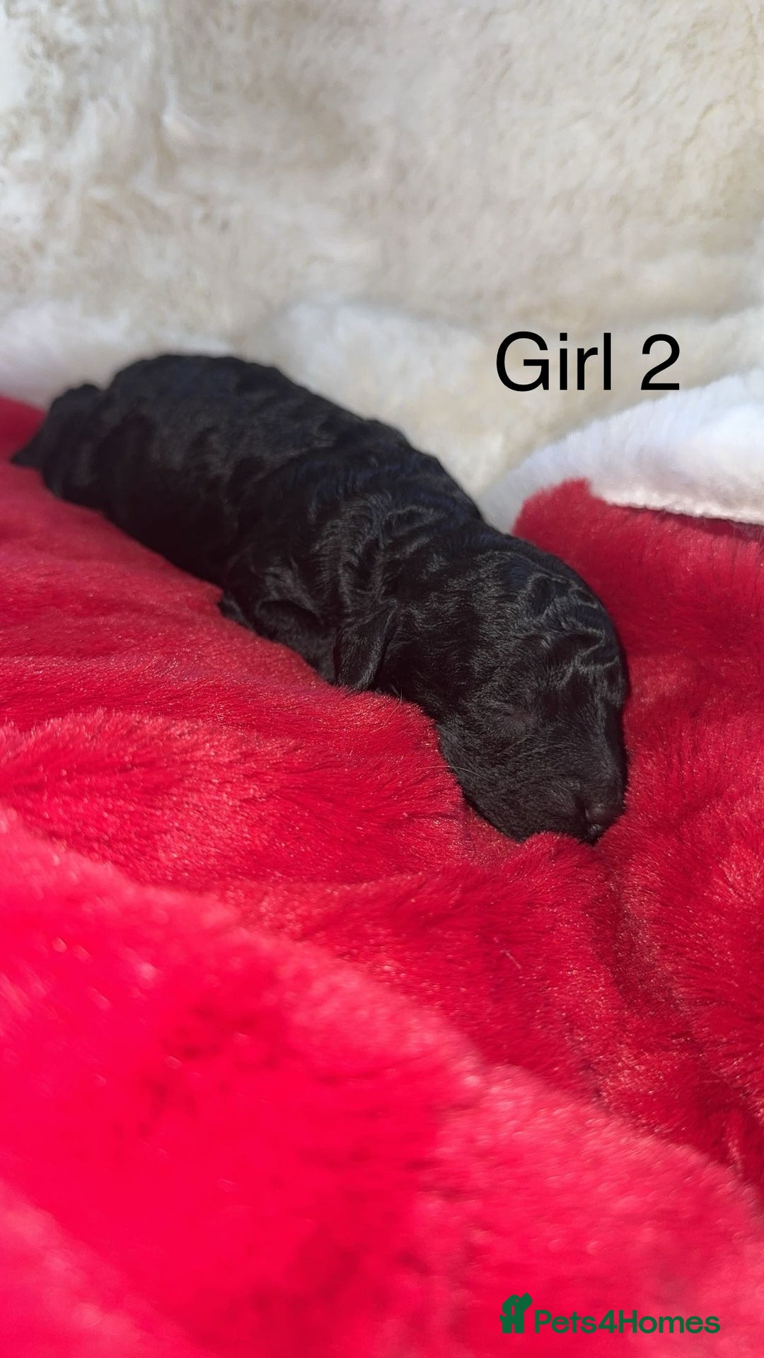 Cockapoo dogs for sale: F1B cockapoos (Merls & Solid Black) - Advert 3