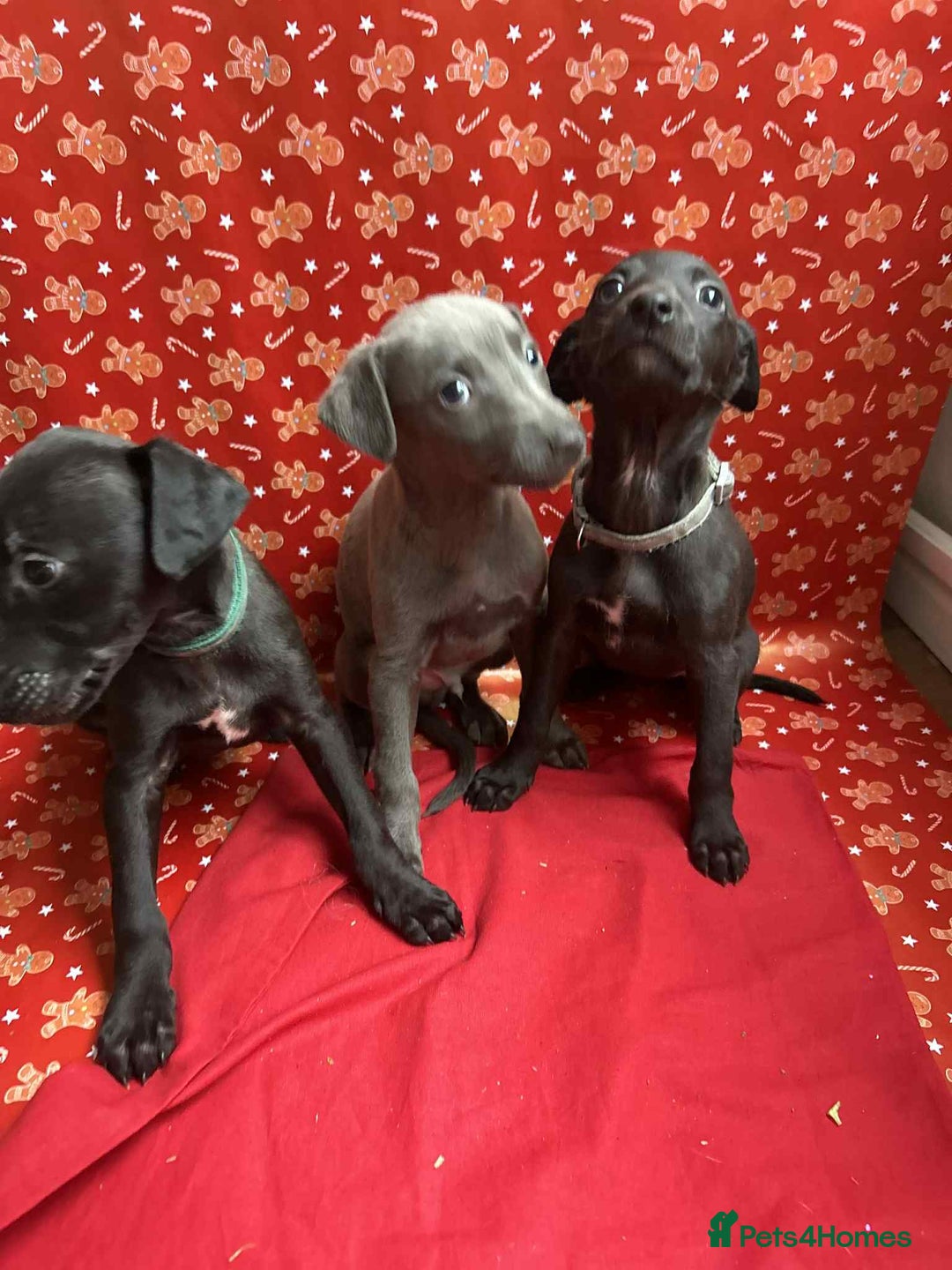 Whippet dogs for sale: Whippet puppies ⭐️READY TO LEAVE NOW ⭐️ - Advert 2