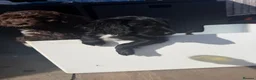 Cockapoo dogs for sale: Beautiful f1 cockapoos puppies  - Advert 22