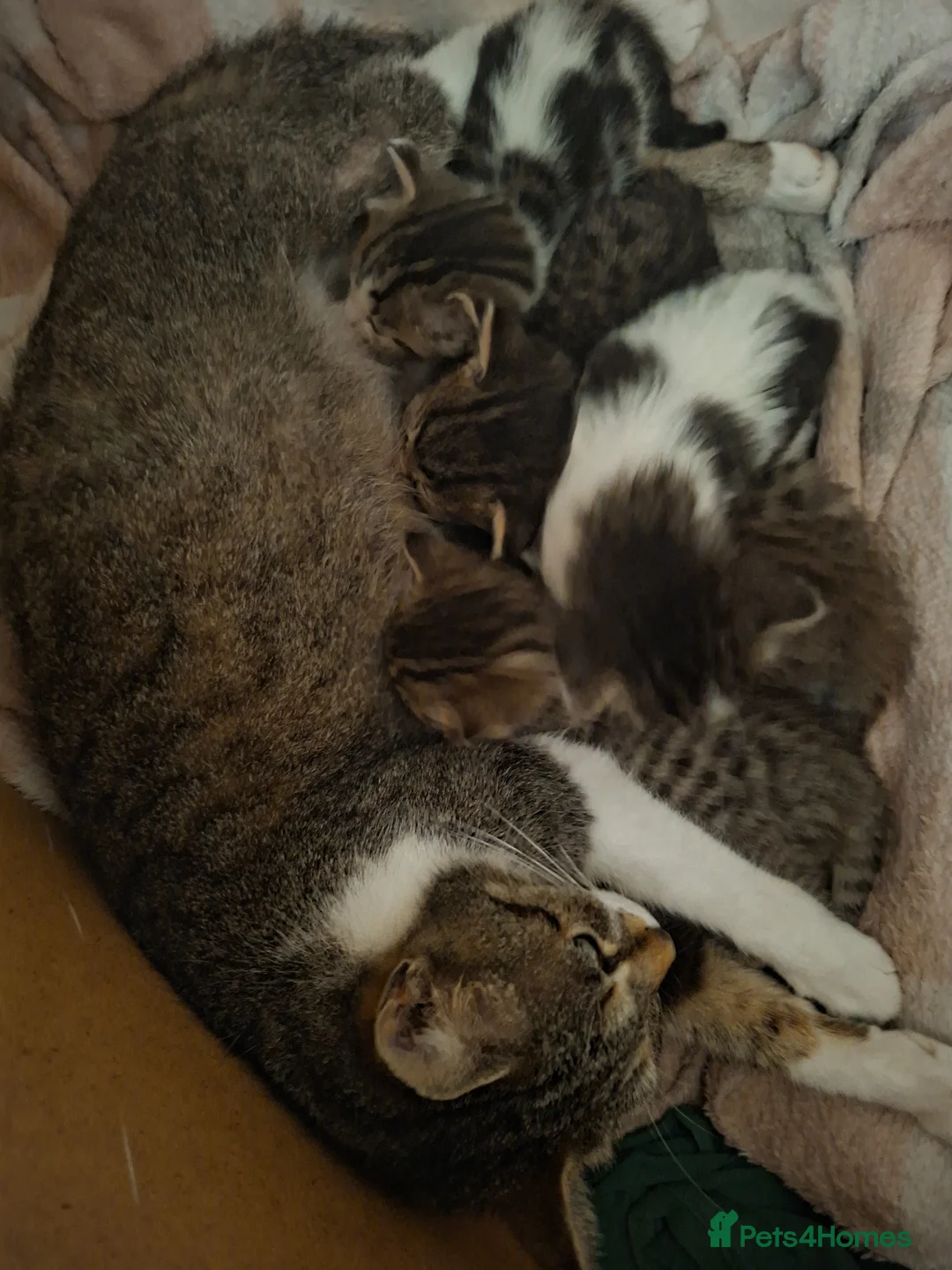 Mixed Breed cats for sale: 5 beautiful kittens  in Dagenham - Advert 1