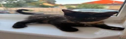 Mixed Breed cats for sale: Tortoise Female Kitten  - Advert 25