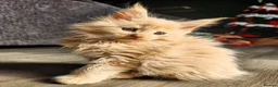 Maine Coon cats for sale: 6 Maine Coon kittens for sale  - Advert 25