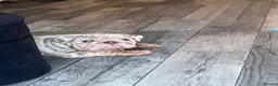 English Bulldog dogs for sale: Lilac & tan merle girl English bulldog ready now - Advert 7