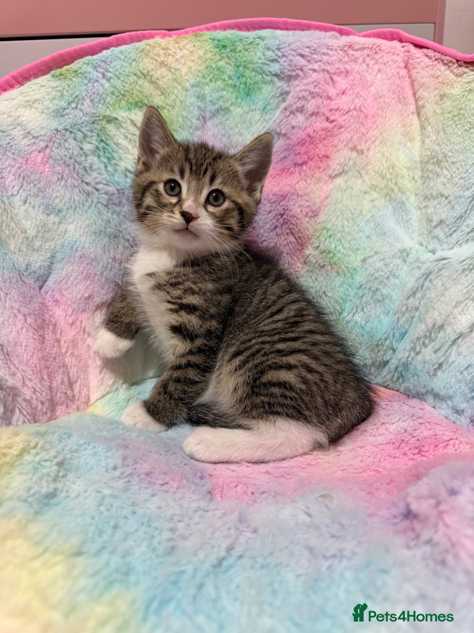 Mixed Breed cats kittens 8 weeks Ready to leave - Advert 2