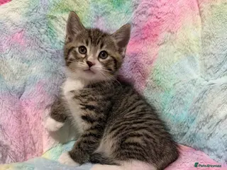 Mixed Breed cats kittens 8 weeks Ready to leave - Advert 3