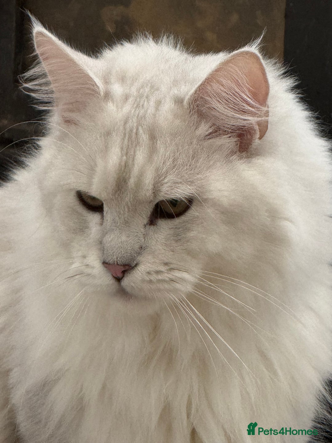 Maine Coon cats for stud: TICA Blue silver shaded stud  - Advert 1