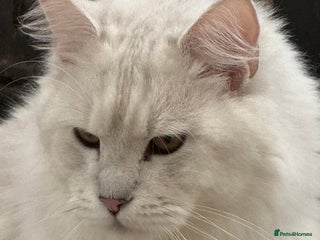 Maine Coon cats TICA Blue silver shaded stud - Advert 1