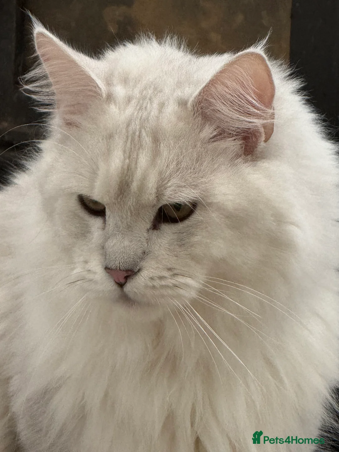 Maine Coon cats for stud: TICA Blue silver shaded stud  - Advert 2