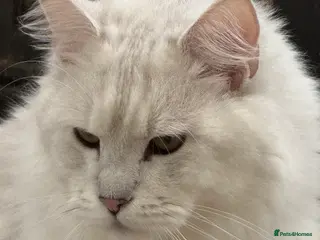 Maine Coon cats TICA Blue silver shaded stud - Advert 13