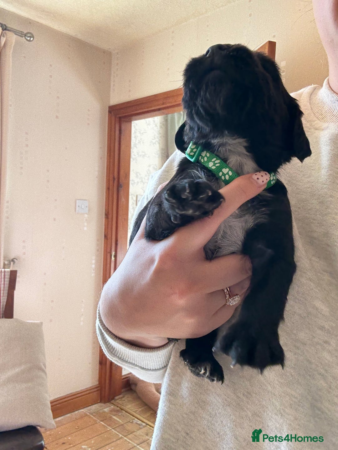 Cocker Spaniel dogs for sale: Working Cocker Spaniel Puppies  - Image 14