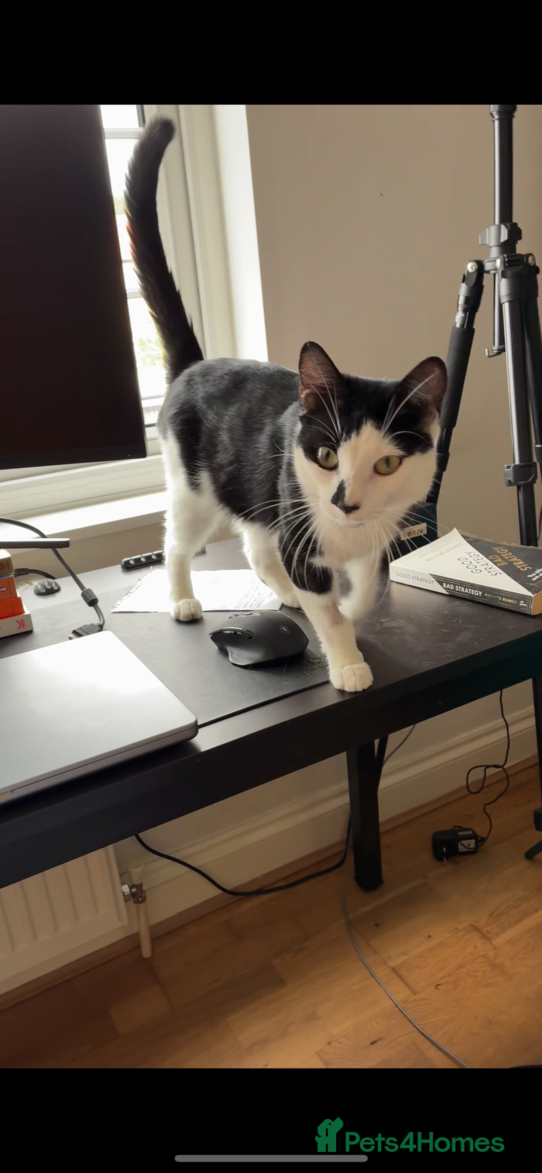 Domestic Shorthair cats for sale: 2-year-old tuxedo cat, ready to be rehomed - Image 5