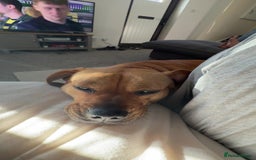 Mixed Breed dogs for sale: Dachshund + pug - Image 4