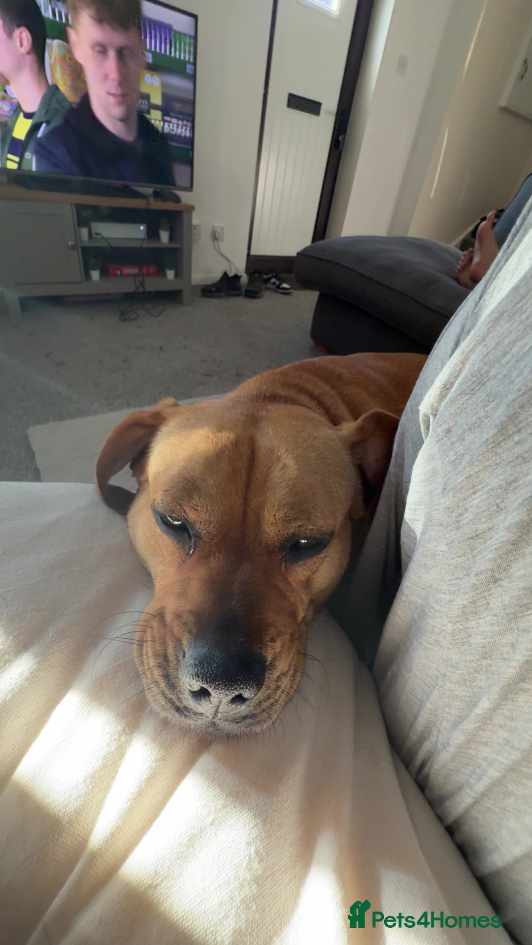 Mixed Breed dogs for sale: Dachshund + pug - Image 4