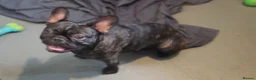 French Bulldog dogs for sale: 4 lovely french bulldog  - Advert 3