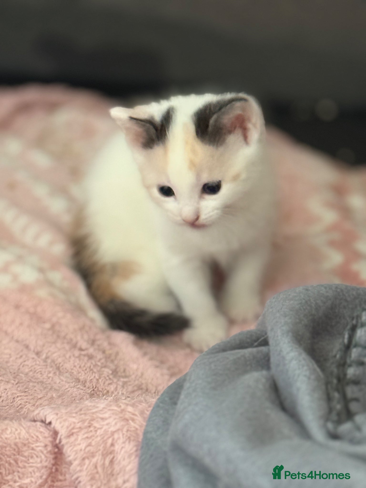 Mixed Breed cats Beautiful kittens  - Advert 22