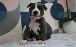 American Bull Staffy dogs for sale: American blue staffy female  - Image 5