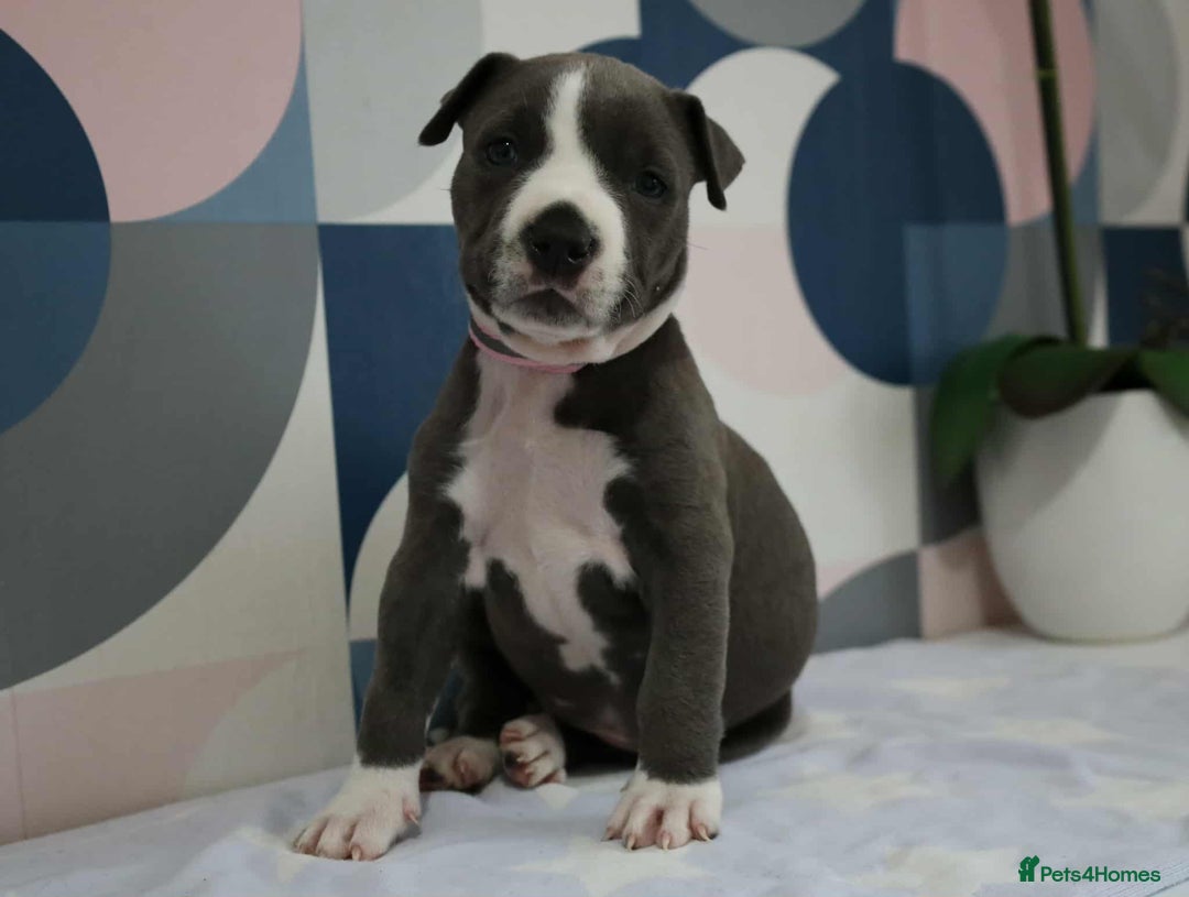 American Bull Staffy dogs for sale: American blue staffy female  - Image 5