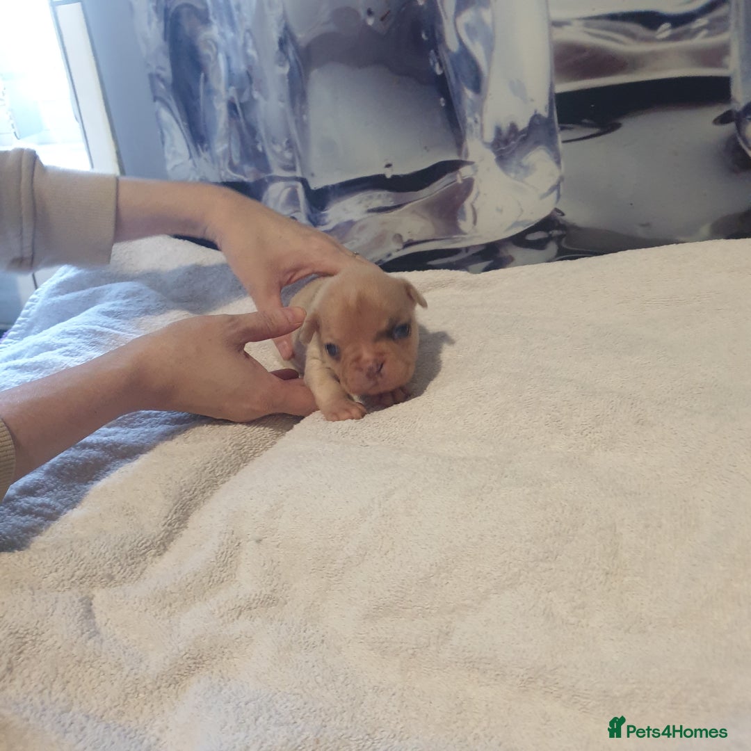 French Bulldog dogs for sale: 4French bulldog puppies 3 weeks old kc registered  - Advert 16