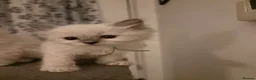 Ragdoll cats for sale: 🐾💙 GORGEOUS RAGDOLL KITTENS  - Advert 18