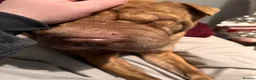 Shar Pei dogs for sale: Female for rehome  - Advert 7