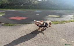 Mixed Breed dogs for sale: Beautiful American Bulldog x for Rehome - Image 12