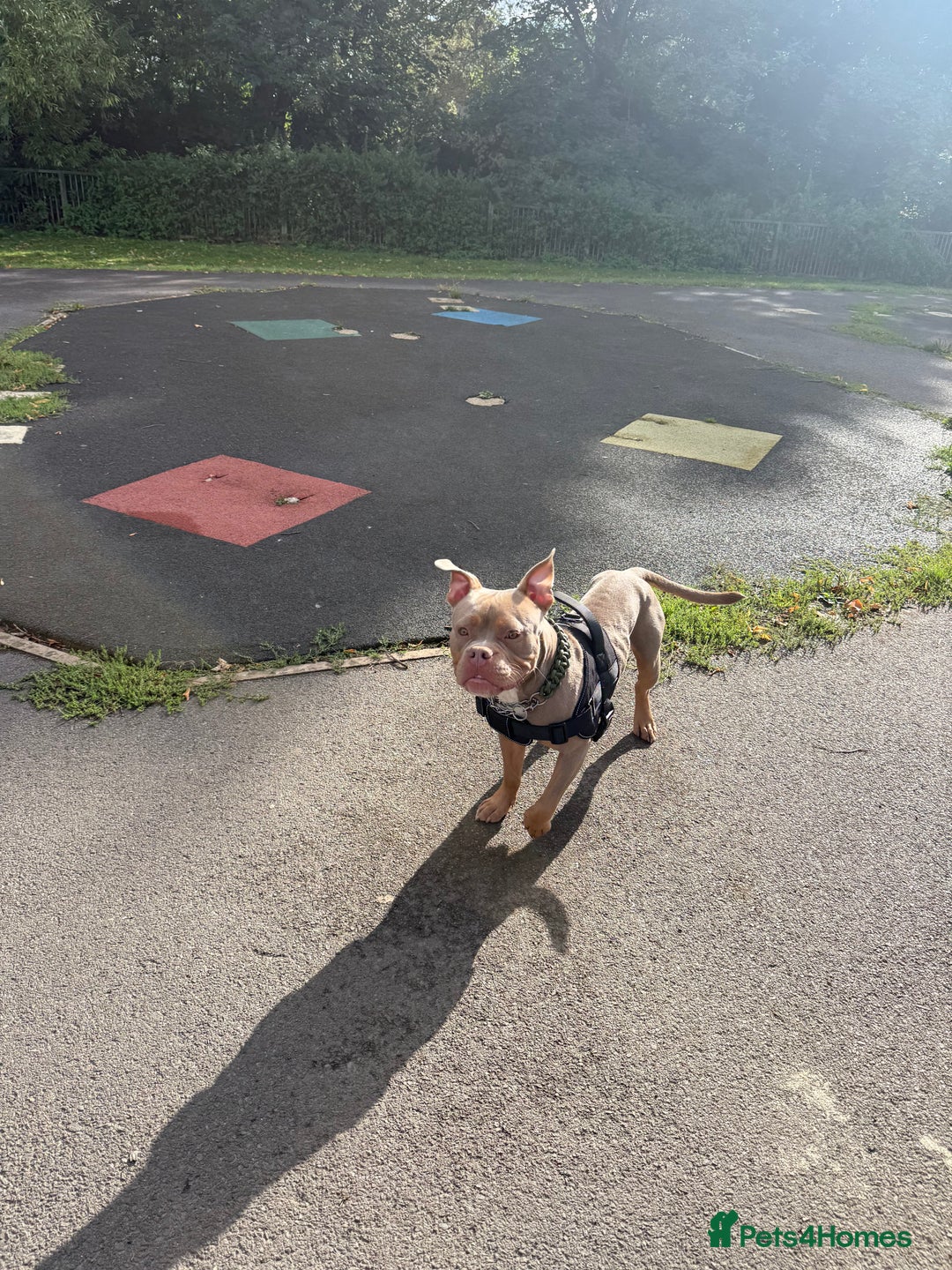 Mixed Breed dogs for sale: Beautiful American Bulldog x for Rehome - Image 12