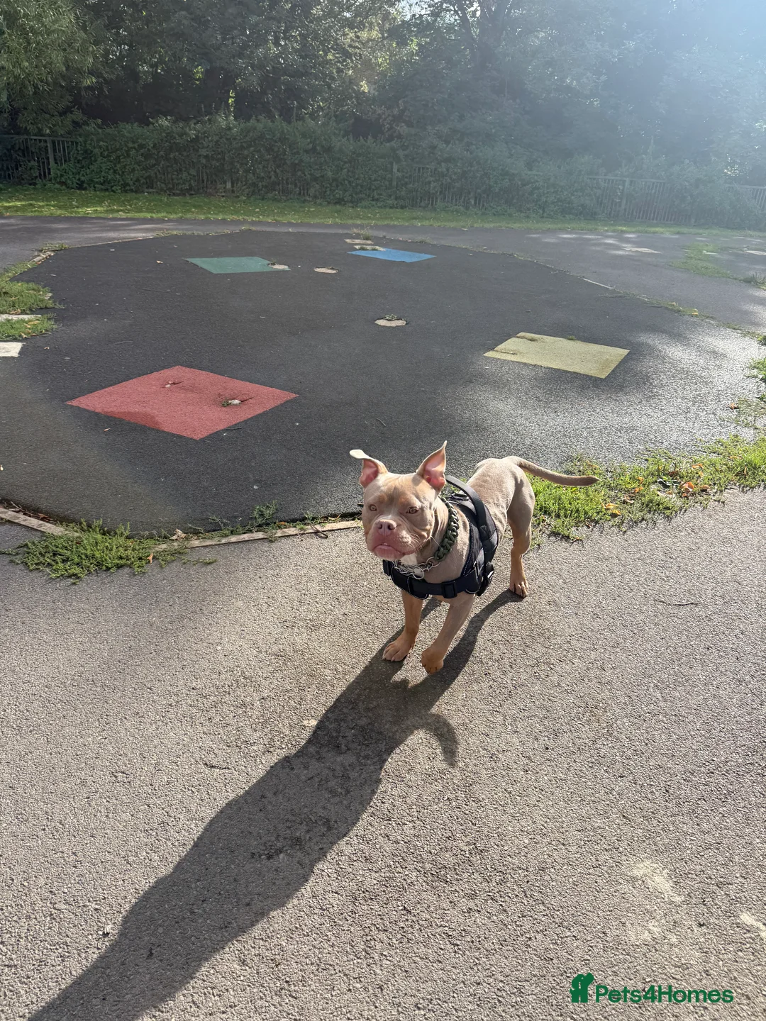 Mixed Breed dogs for sale: Beautiful American Bulldog x for Rehome - Advert 12