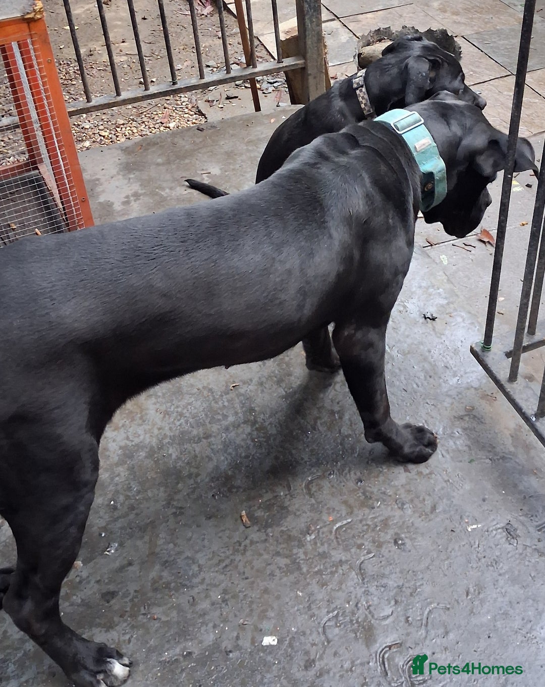 Cane Corso dogs for sale: 5month old blue female pup - Advert 3