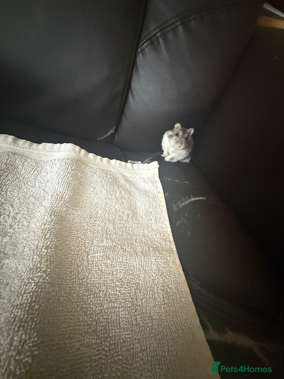 Hamster rodents for sale: 🐹 baby winter white hamsters for sale also dad 🐹 - Image 4