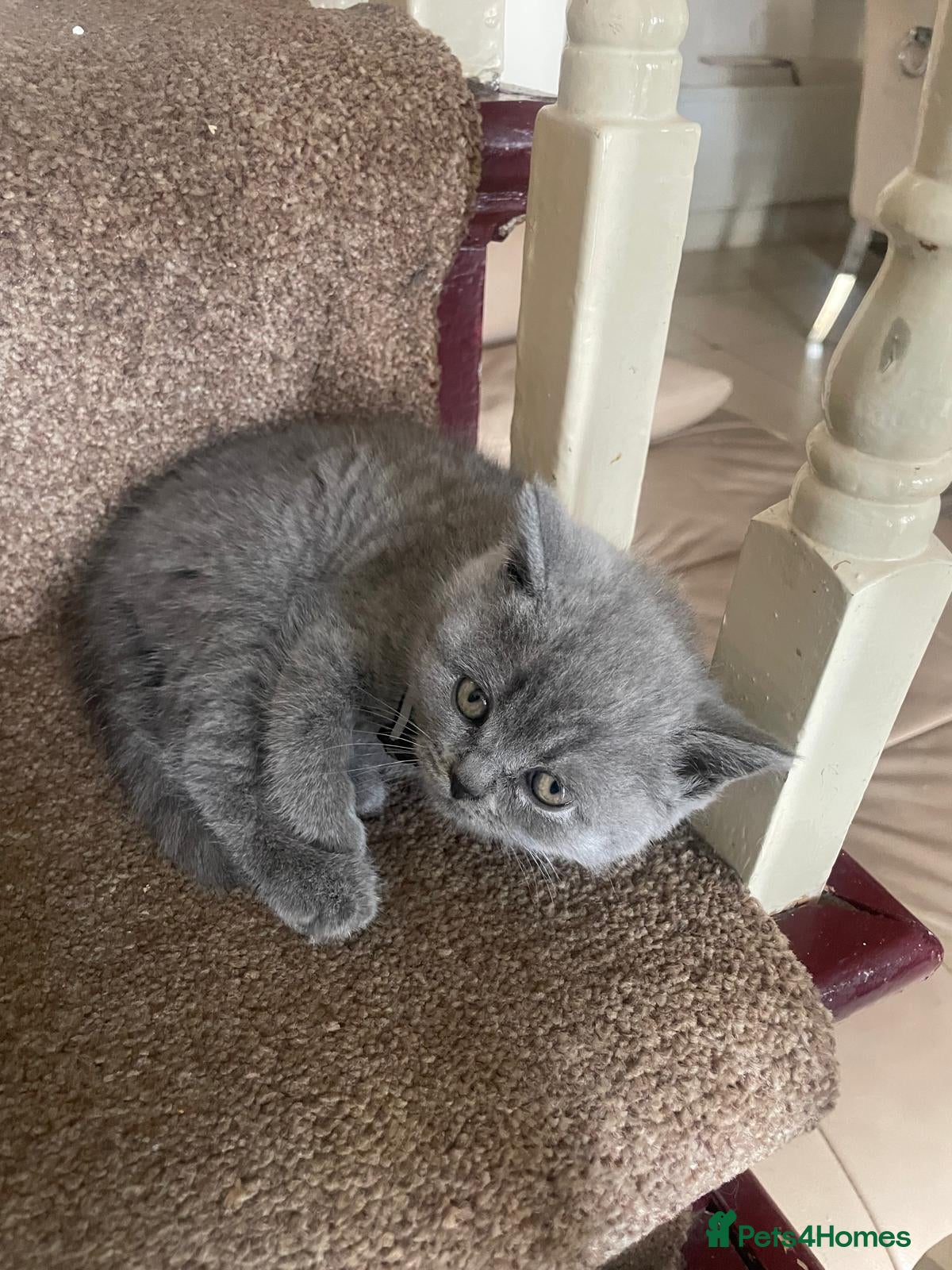 British Shorthair cats for sale: Beautiful British Shorthair Kittens - Only 4 left in Gravesend - Advert 4