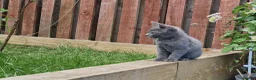 Mixed Breed cats for sale: Super Friendly Kittens for sale  in Edinburgh - Advert 5