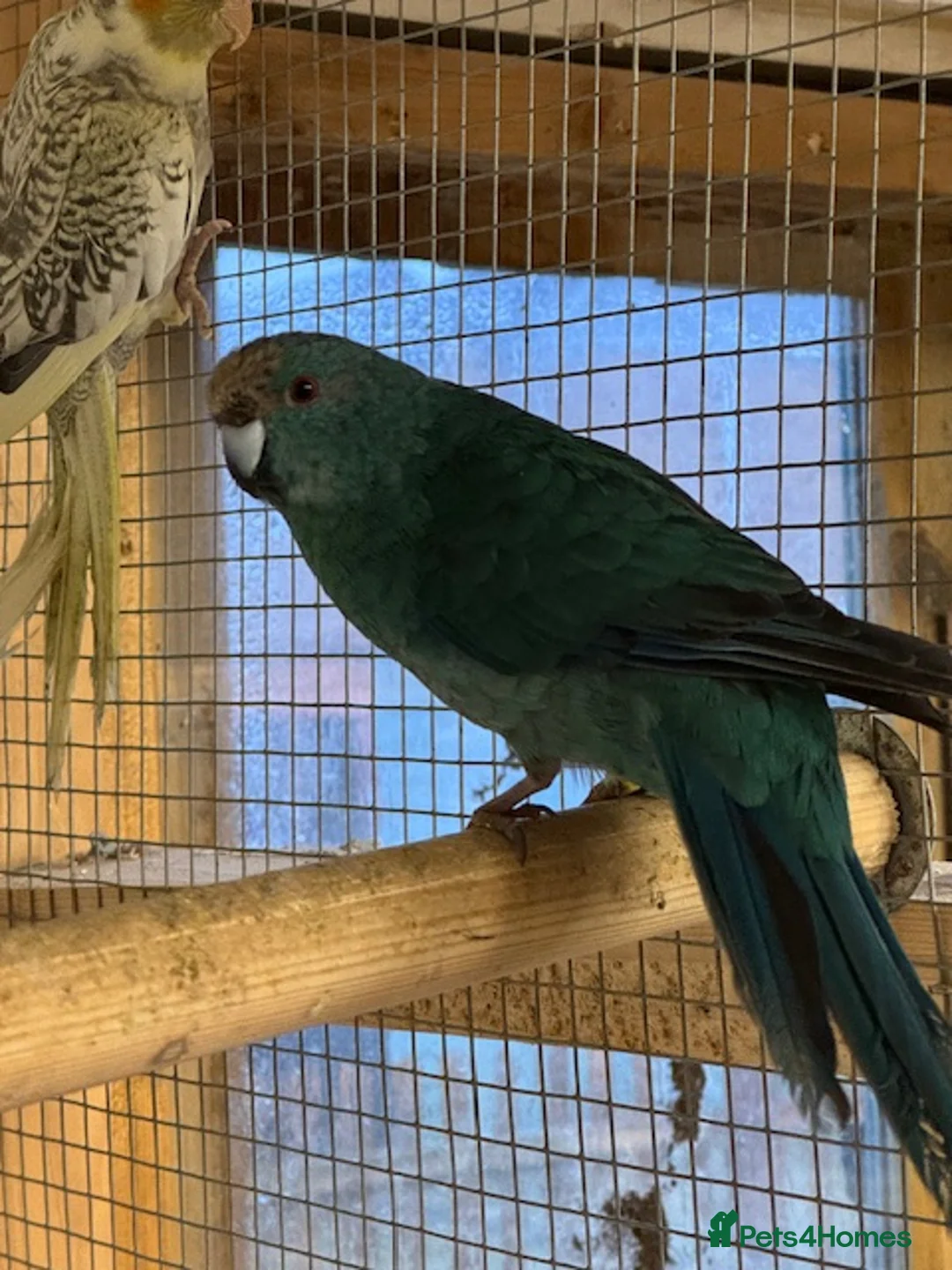 Parakeets birds for sale: KAKARIKIS, MALES AND FEMALES AVAILABLE, PIED ETC - Advert 3
