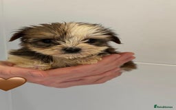 Yorkshire Terrier dogs for sale: Coloured Yorkshire Terrier Puppies  - Image 4