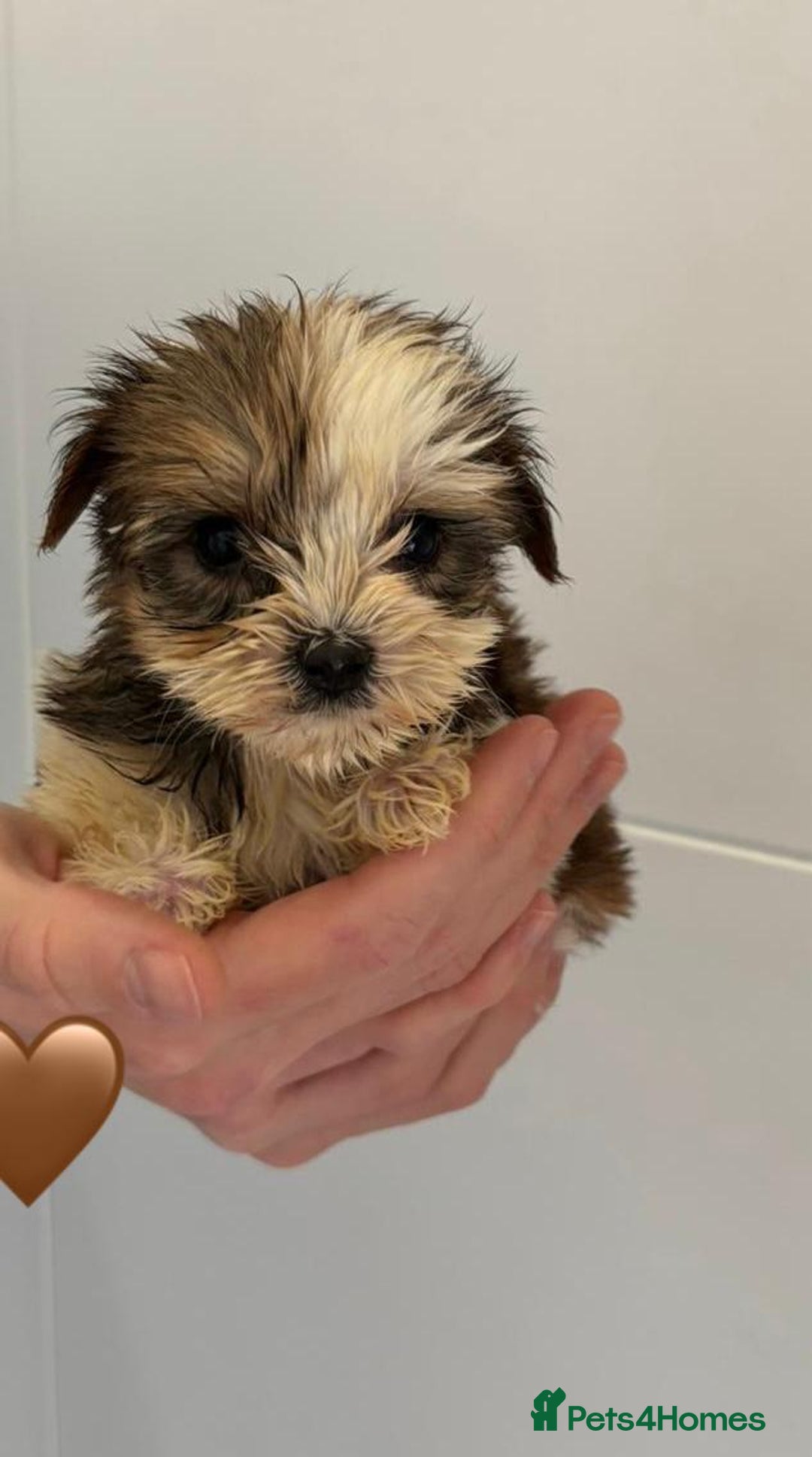 Yorkshire Terrier dogs for sale: Coloured Yorkshire Terrier Puppies  - Image 4
