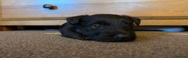 Scottish Terrier Puppy 5