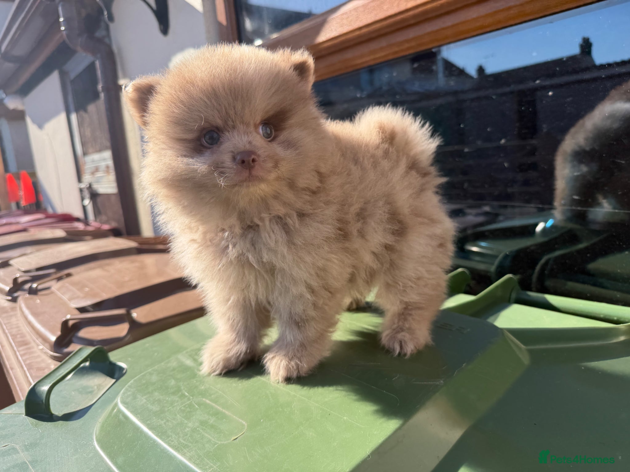 Pomeranian dogs 🍫 LAST ONE READY NOW CHOC & CREAM MEARLE BOY 🍫 - Advert 2