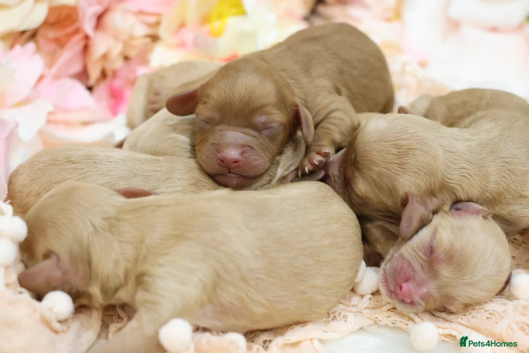 Cavapoo dogs for sale: Health Tested Cavapoo Puppies - Advert 14