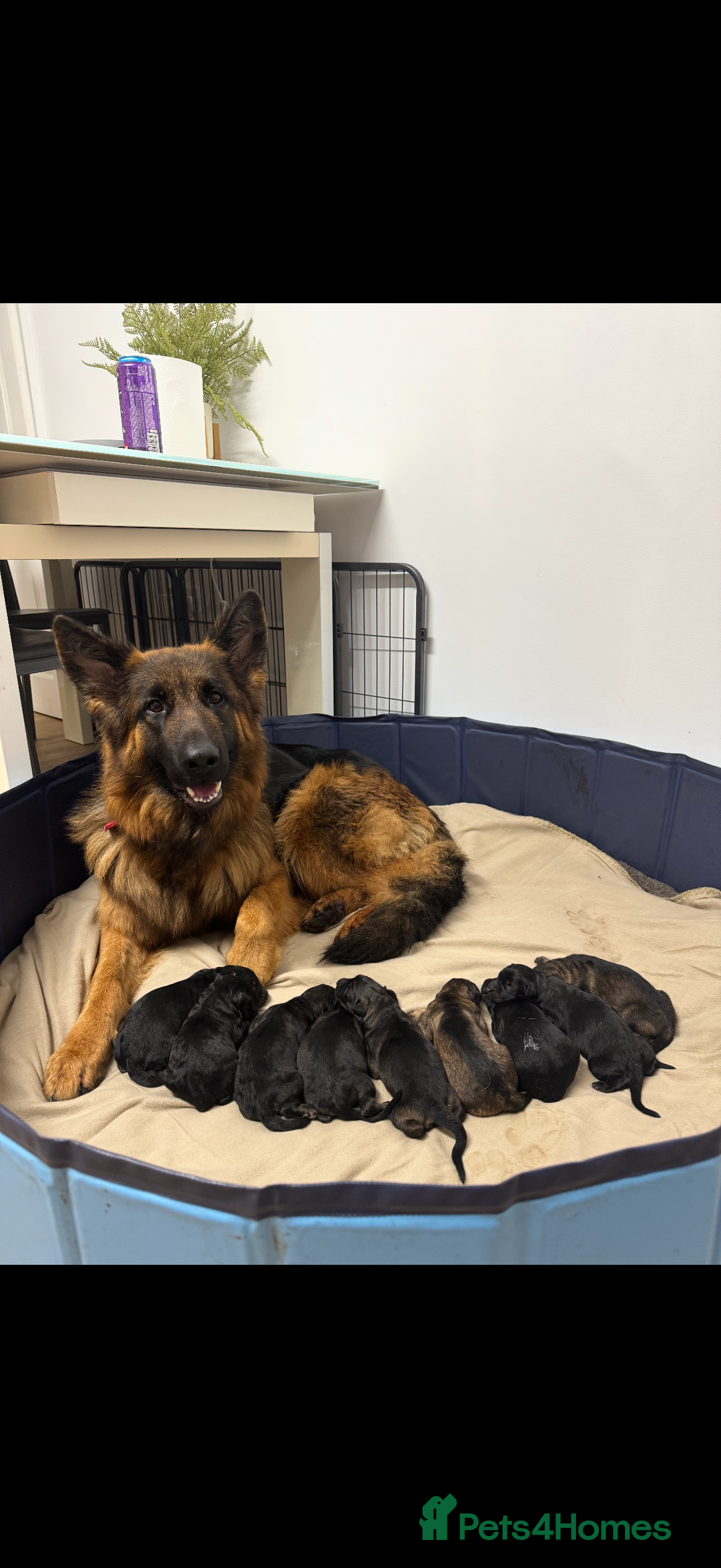 German Shepherd dogs for stud: FOR STUD (PROVEN)  in Doncaster - Advert 5