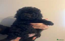 Cockapoo dogs for sale: Beautiful cockapoo puppies  - Image 3