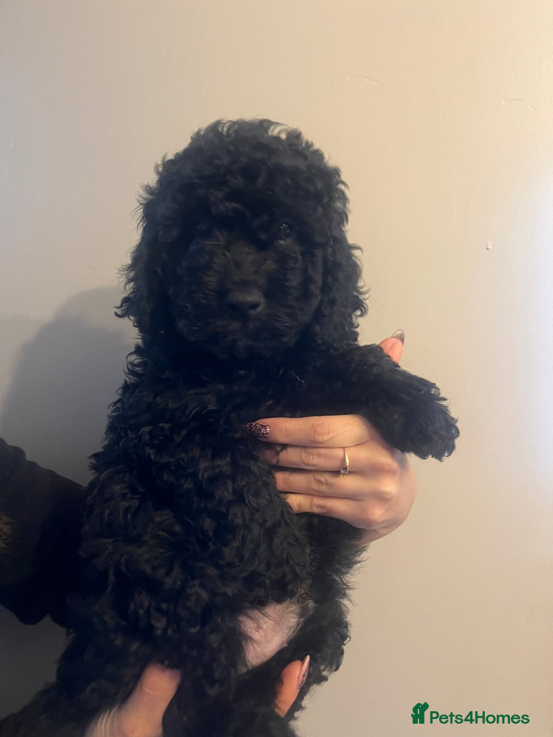 Cockapoo dogs for sale: Beautiful cockapoo puppies  - Image 3