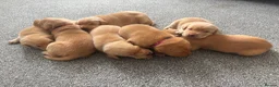 Labrador Retriever dogs for sale: Health Tested Champion Pedigree Pups - Advert 1