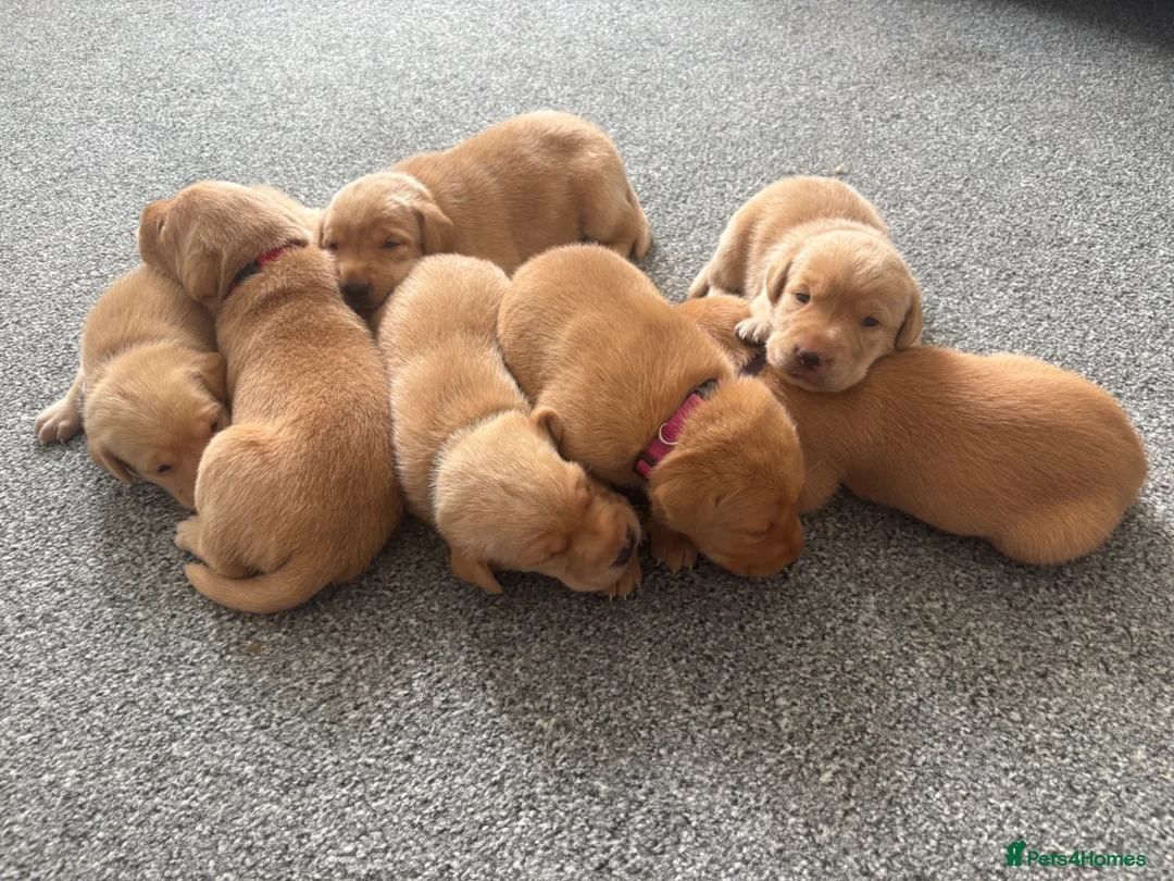 Labrador Retriever dogs for sale: Health Tested Champion Pedigree Pups - Advert 1